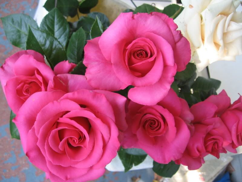 Plonk photo June82008055.jpg